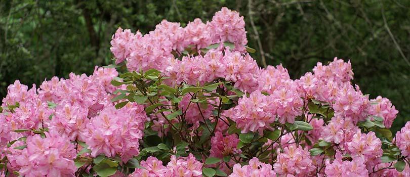 Hoe snoei ik ... 10 toppers!