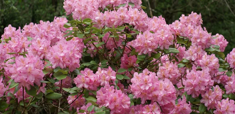 Rododendron te groot?