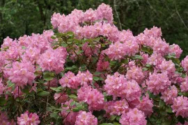 Rododendron te groot?
