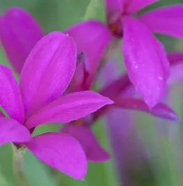 Rhodohypoxis milloides ‘Claret’