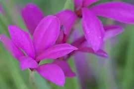 Rhodohypoxis milloides ‘Claret’