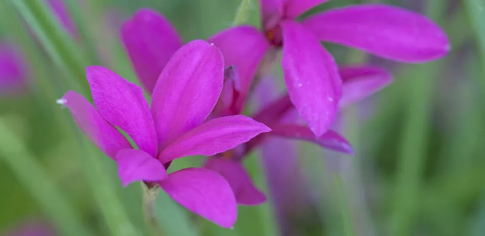 Afbeelding Rhodohypoxis milloides ‘Claret’