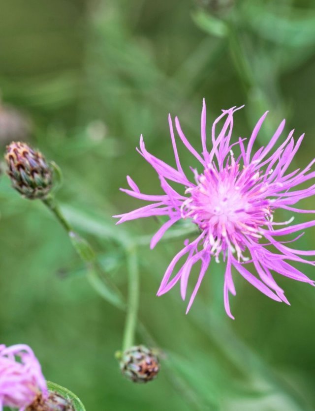 Inheemse korenbloemen in de tuin: de bijen volgen vanzelf