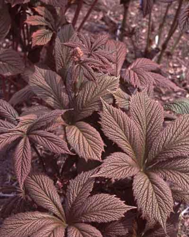 De 8 beste bladplanten voor een sfeervolle (schaduw)tuin