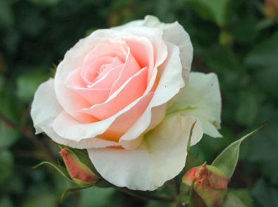 Rozen planten