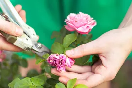 Rozen knippen na bloei (video)