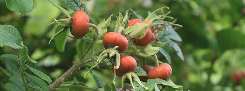 Rozen voor biodiversiteit