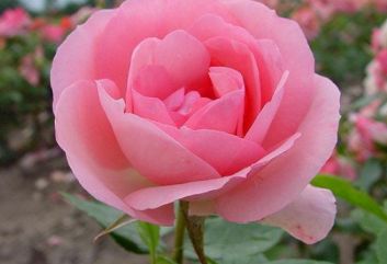 Lijst Excellence Rozen