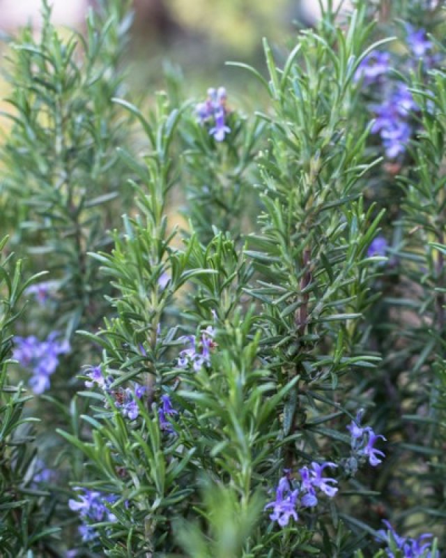 De beste solitaire struiken