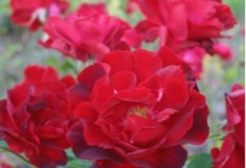 Lijst Excellence Rozen