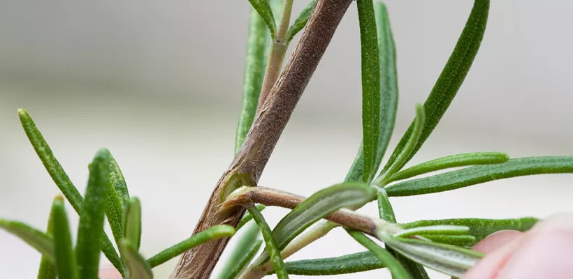 Rozemarijn stekken