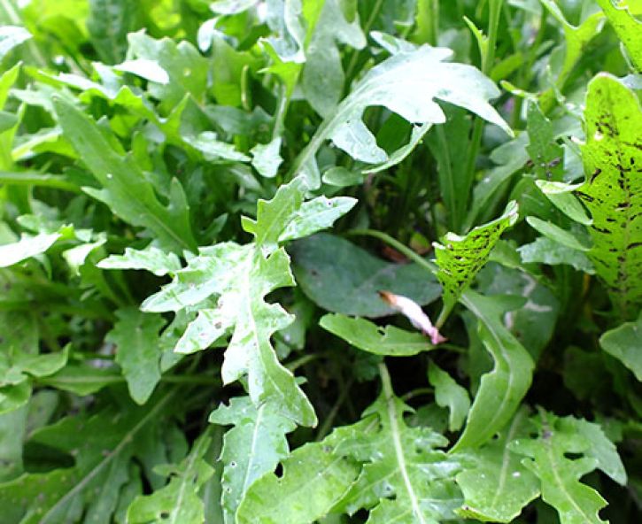 Vitaminen in de vensterbank