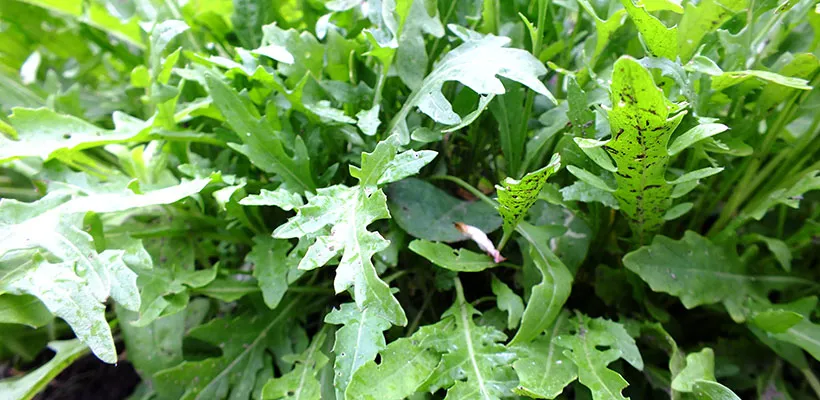 Vitaminen in de vensterbank