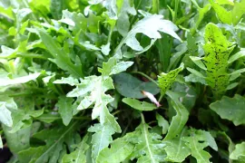 Vitaminen in de vensterbank