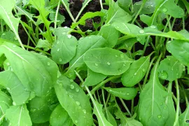 Hoe kweek ik rucola?