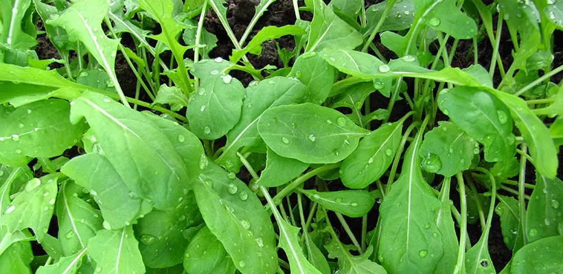 Hoe kweek ik rucola?