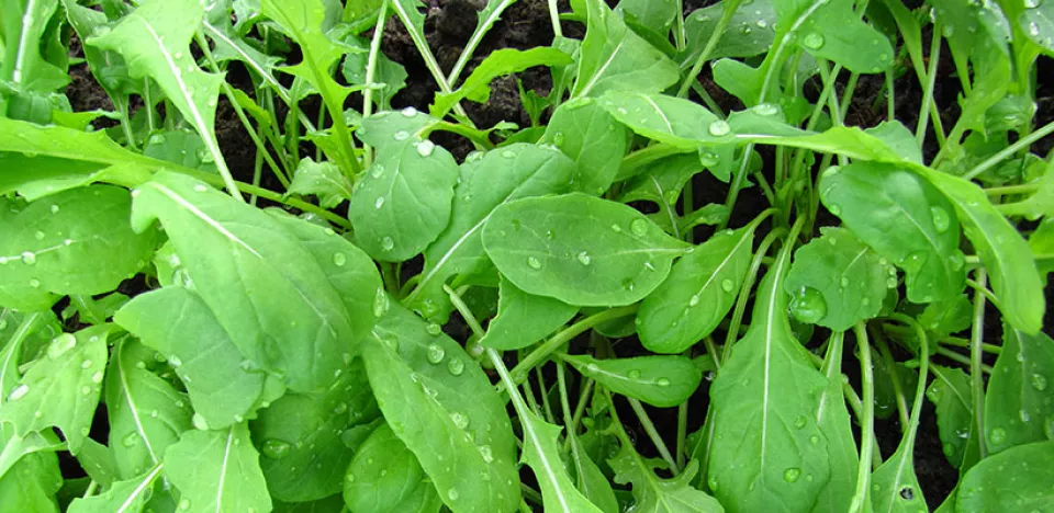 Afbeelding Hoe kweek ik rucola?
