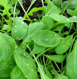 Hoe kweek ik rucola?