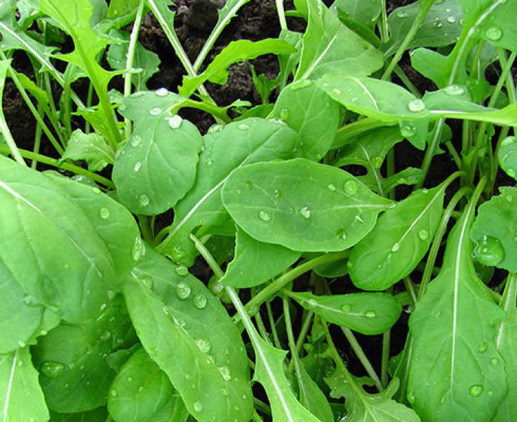 Hoe kweek ik rucola?