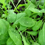 Hoe kweek ik rucola?