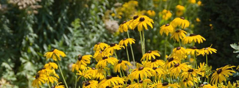 Planten voor een levende tuin