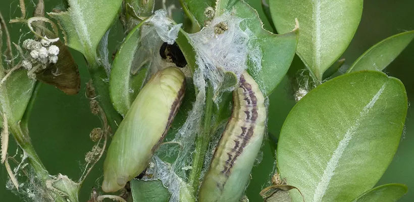 Buxusmot (biologisch) bestrijden