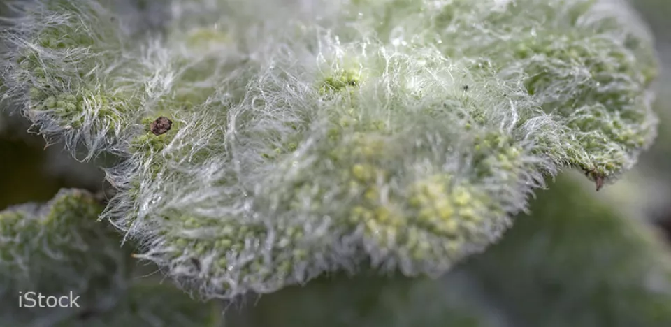 Afbeelding Zaad bestellen van Salvia argentea