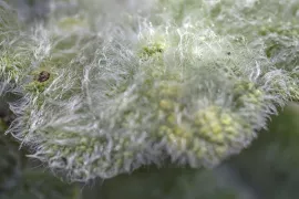 Zaad bestellen van Salvia argentea