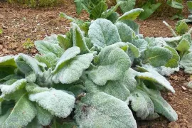 Salvia argentea: de zilversalie die je moet aanraken
