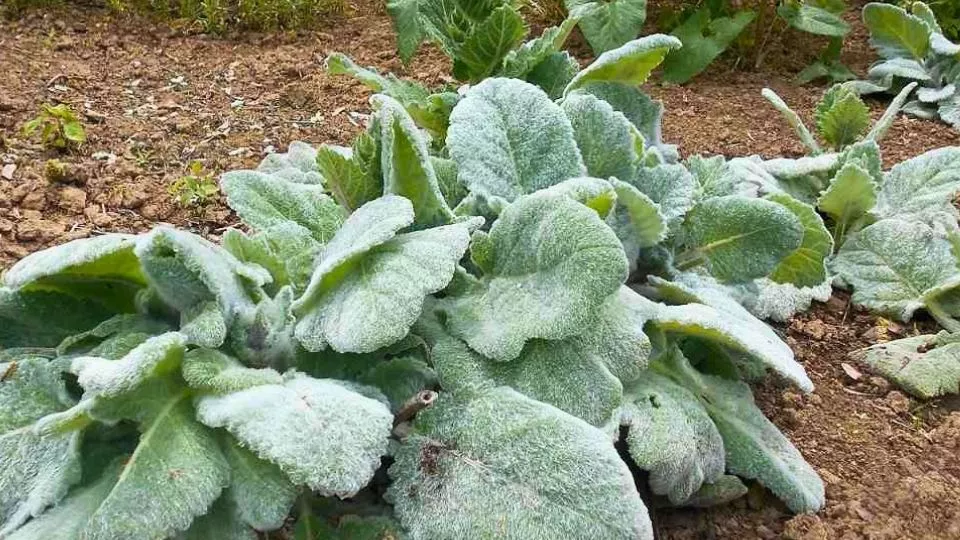 Afbeelding Salvia argentea: de zilversalie die je moet aanraken