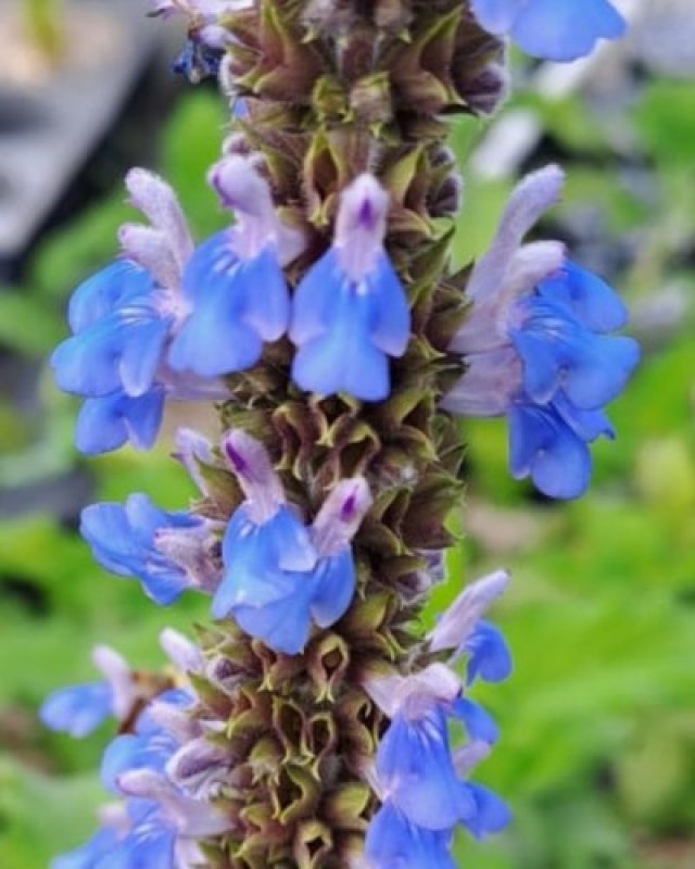 De beste salvia’s voor je tuin