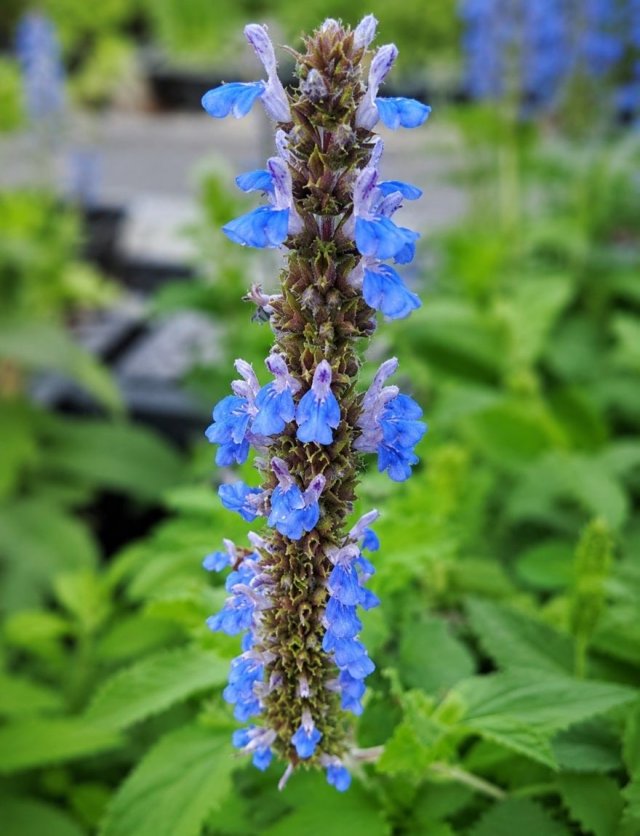 De beste 6 salvia’s voor je tuin