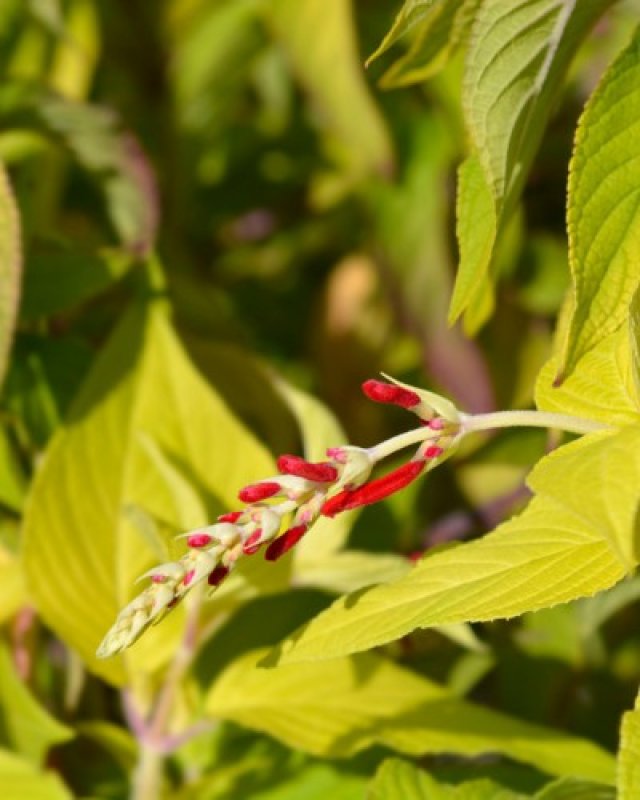 De beste salvia’s voor je tuin