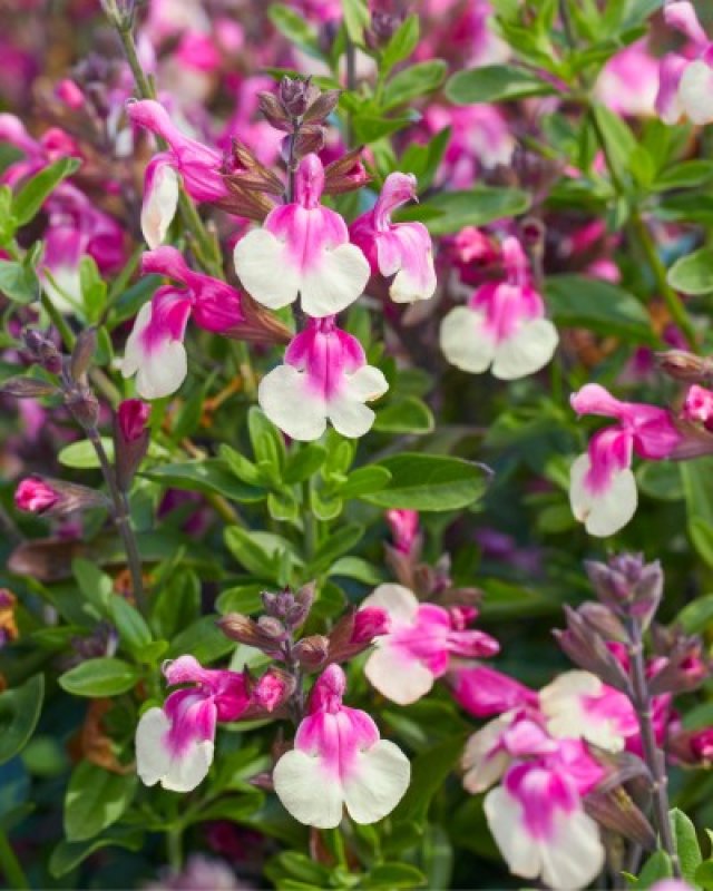 De beste salvia’s voor je tuin
