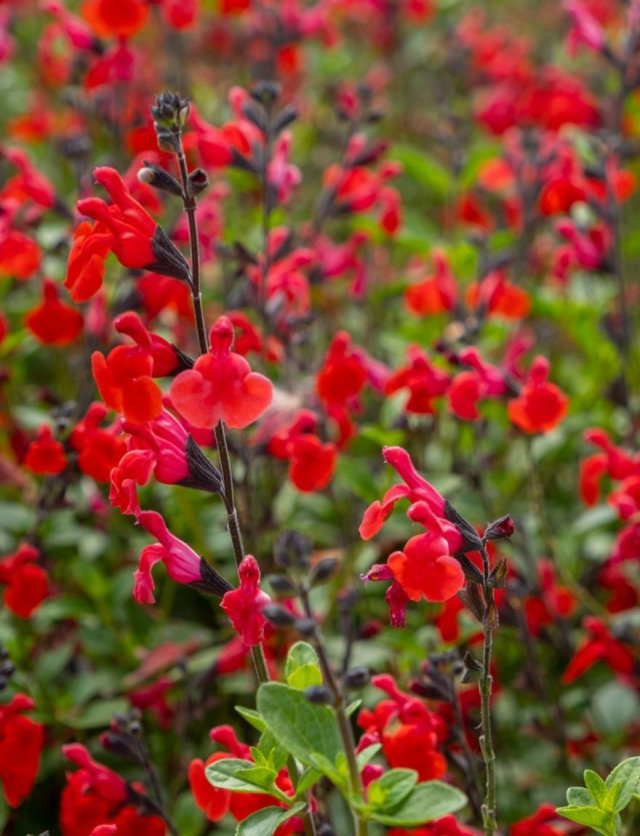De beste 6 salvia’s voor je tuin