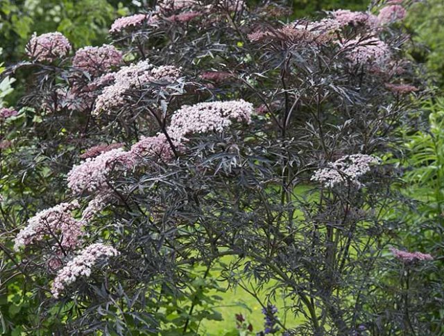 10 rijkbloeiende struiken die je tuin structuur geven