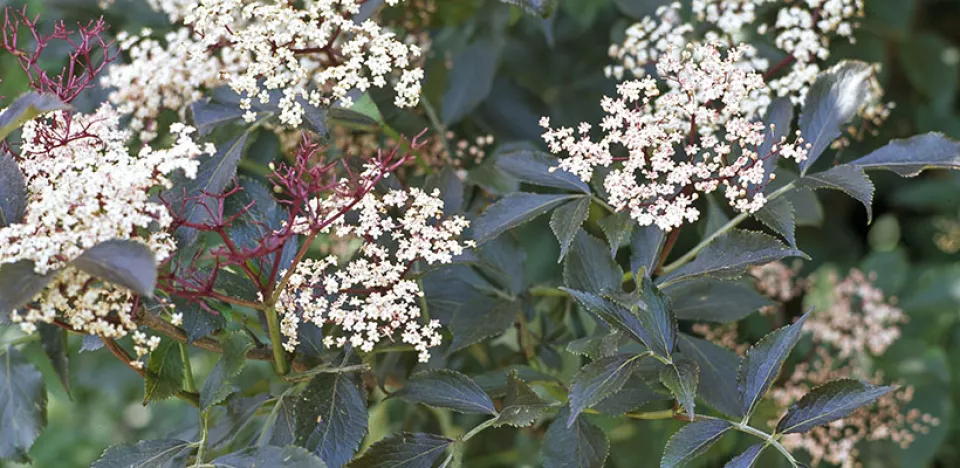 Afbeelding Sambucus nigra ‘Guincho Purple’