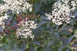 Sambucus nigra ‘Guincho Purple’