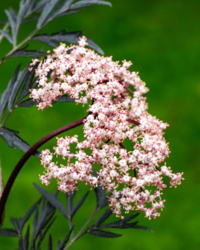 De beste solitaire struiken