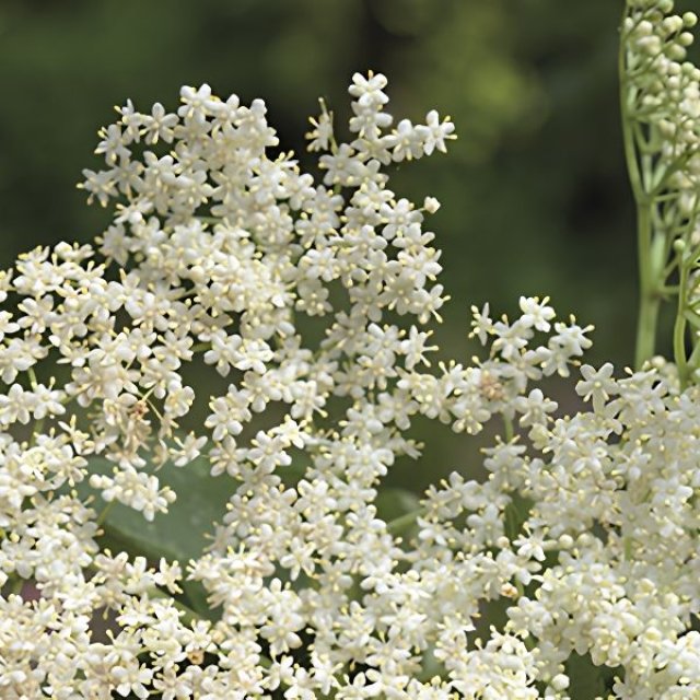Zelf kruidenthee maken? 10 planten voor thee uit eigen tuin