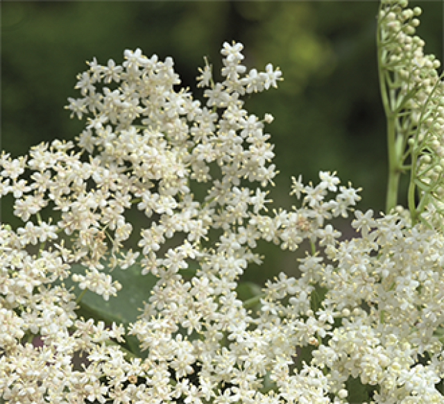 10 planten voor thee uit eigen tuin