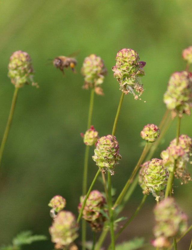 De pimpernel: een inheemse schoonheid die danst in de wind