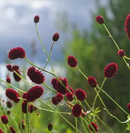 Zaad bestellen van pimpernel (sanguisorba)