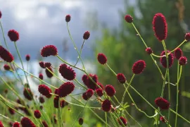 Zaad bestellen van pimpernel (sanguisorba)