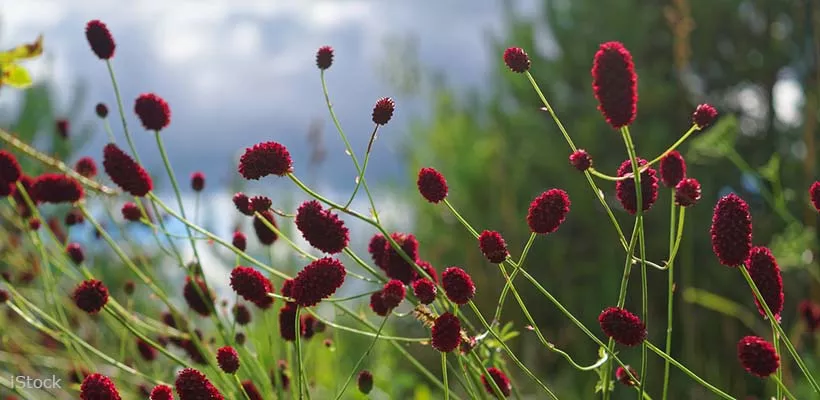 Zaad bestellen van pimpernel (sanguisorba)