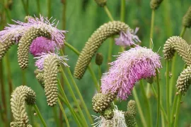 Zaai natuur in je tuin met pimpernel