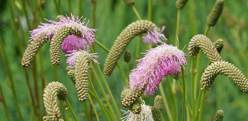 Afbeelding Zaai natuur in je tuin met pimpernel