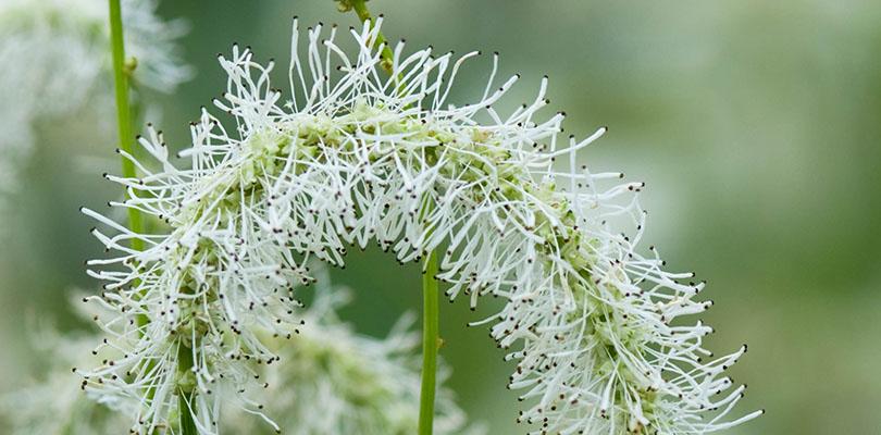 Zaad bestellen van pimpernel (sanguisorba)