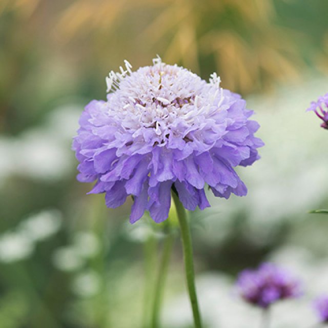 Zelf zaaien: Knautia, Cephalaria, Succisa, Scabiosa en Succisella