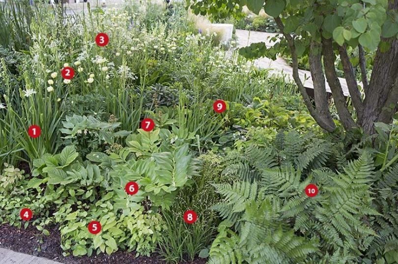 Groen mozaïek: beplantingsplan voor schaduw